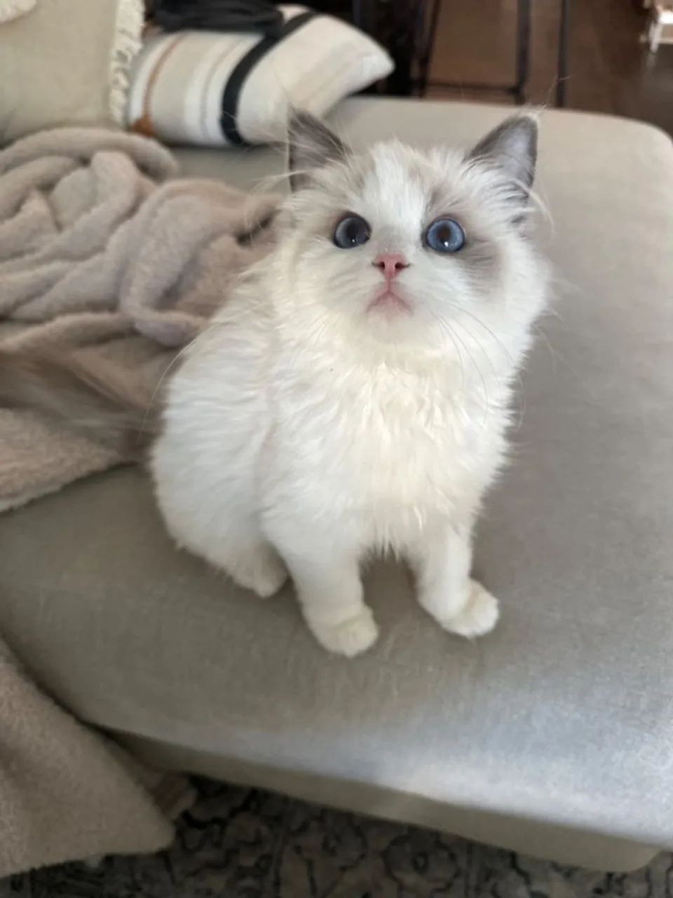 Ragdoll Filhotes  - Foto 6