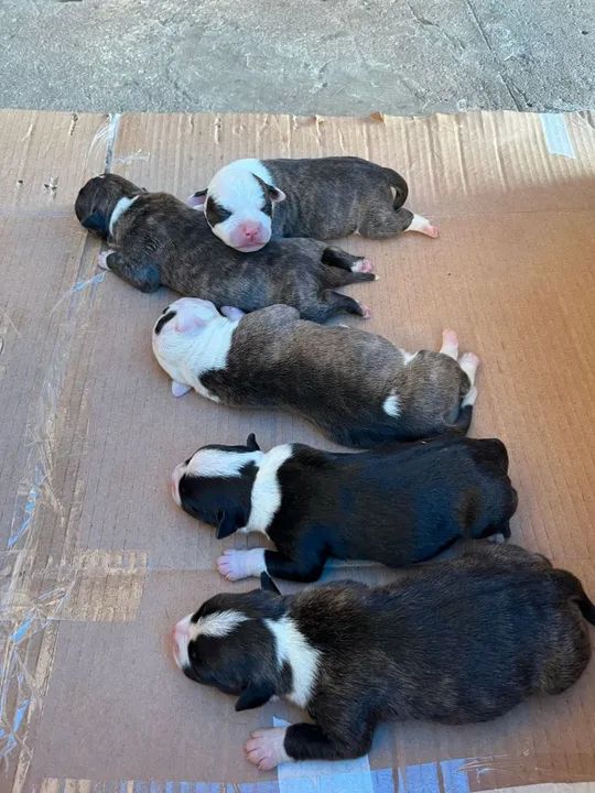 Filhote Pitbull - Foto 4