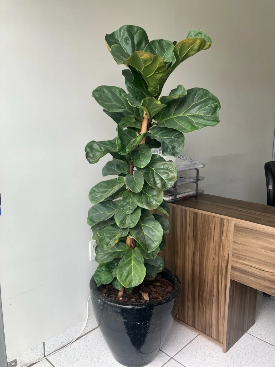 FICUS LYRATA NATURAL COM VASO DE CERÂMICA