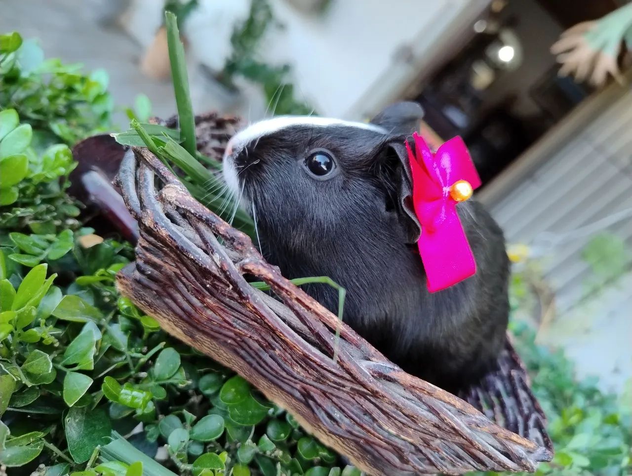 Porquinho da índia disponível  - Foto 4