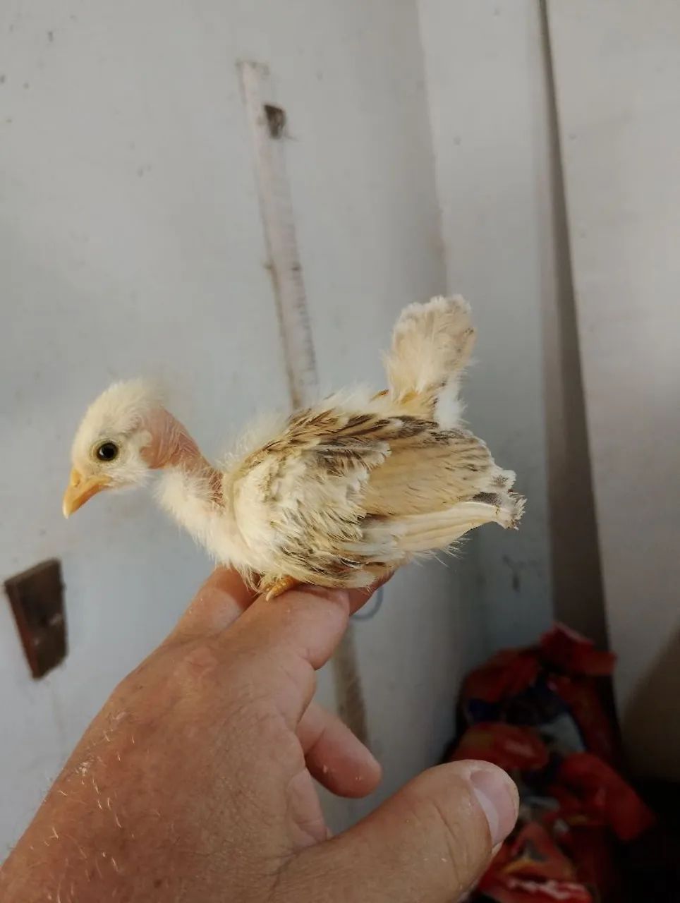 Pintinhos polacos Mine nagazaki  - Foto 2