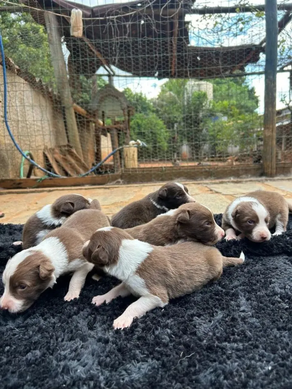 Filhotes Border Collie Lindos (Macapá )
