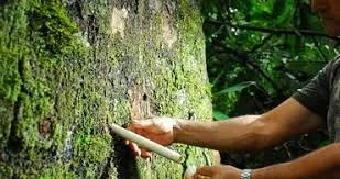 Copaiba -Copaifera langsdorffii- (Vendo muda com 50 A 60cm) - Foto 2