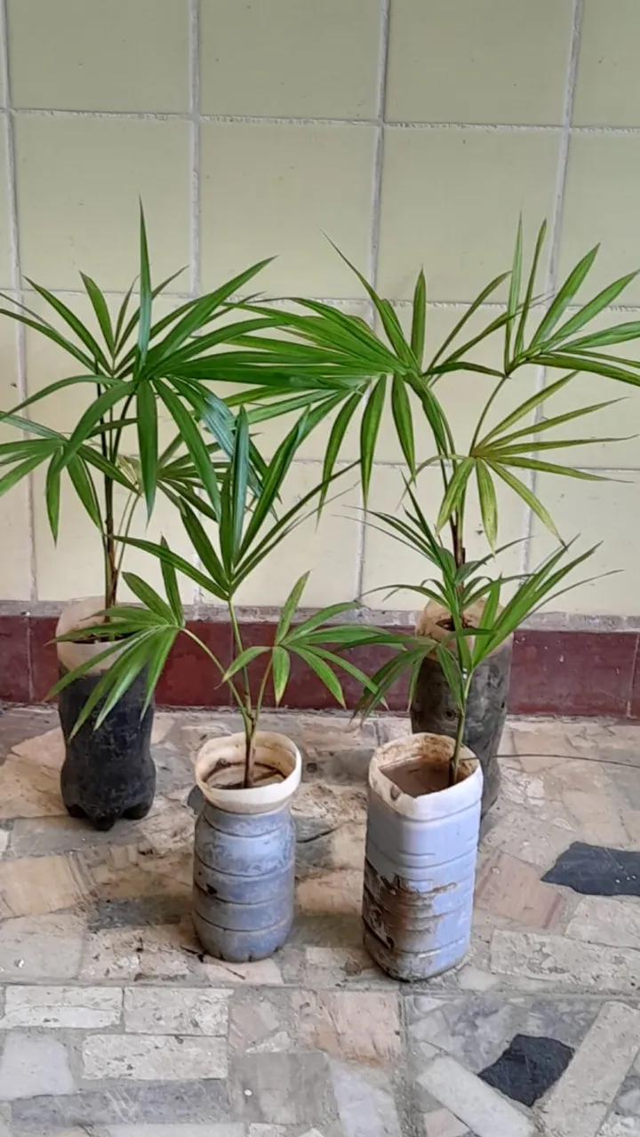 Palmeira jussara (vendo mudas)