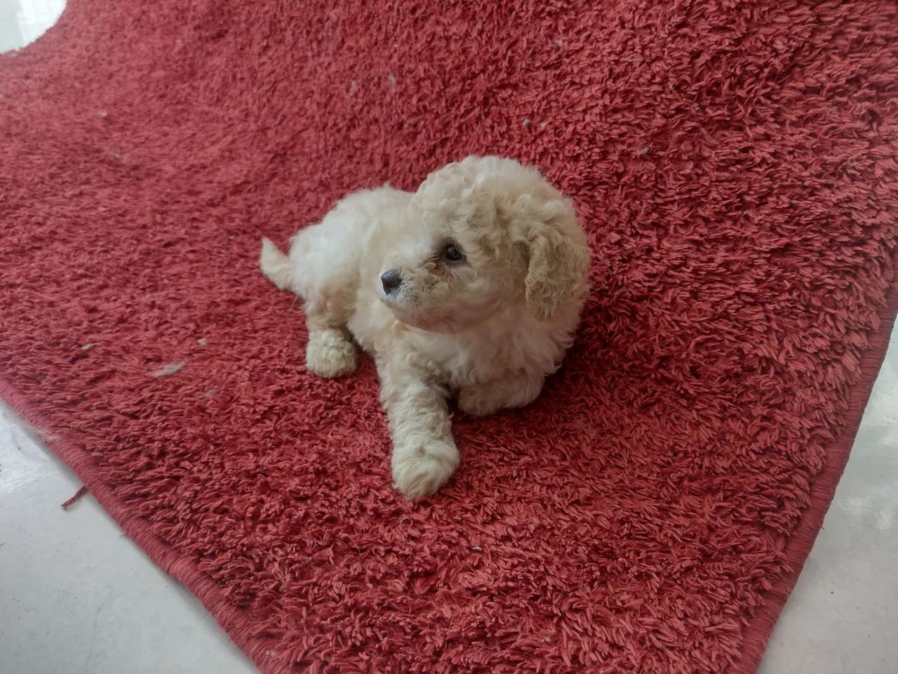 Filhote de   Poodle toy cachorro adorável