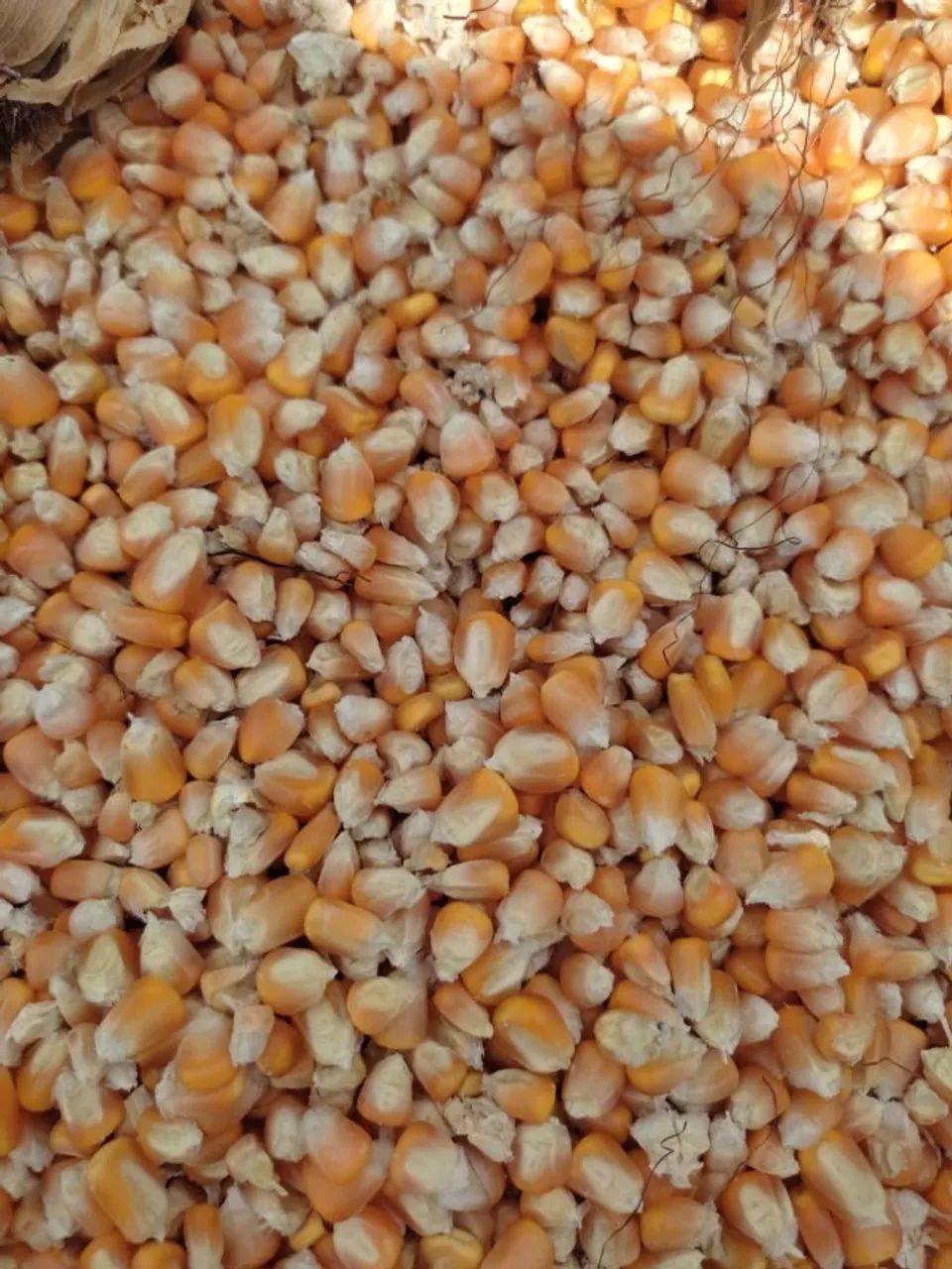 Debulhadeira de Milho Elétrica Trapp - Monofásico 127v/220v - Foto 6