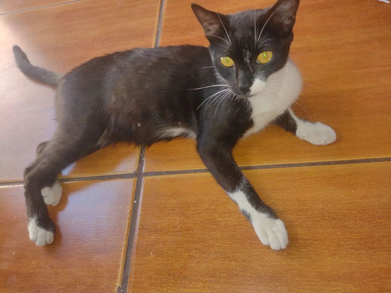 Linda Gata frajola prenha - Foto 2