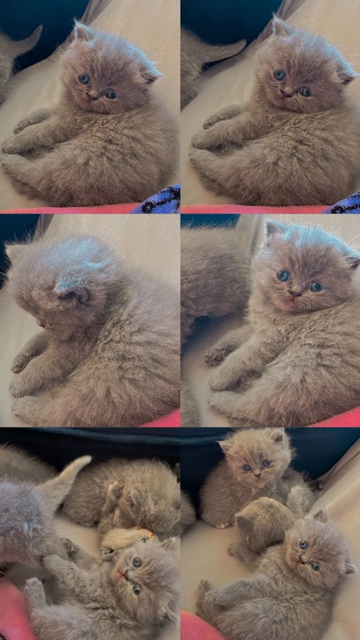 Gatos perça
