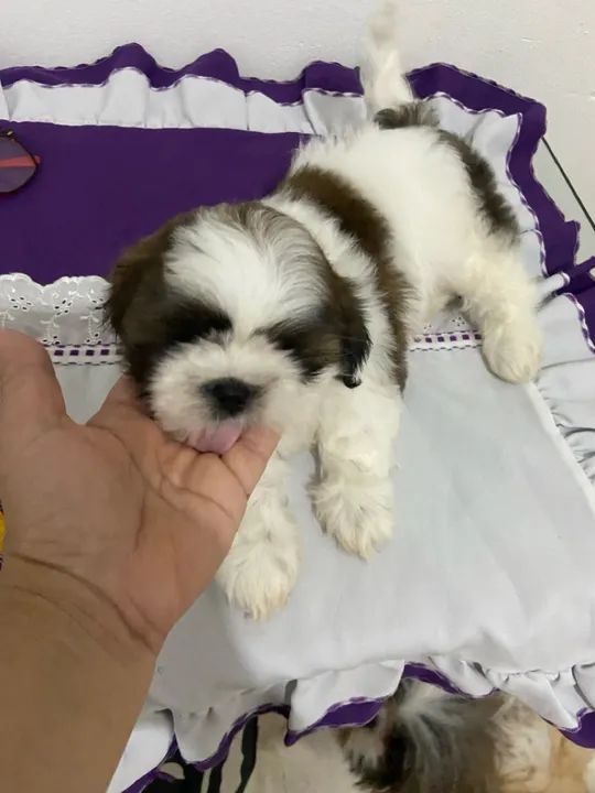 Filhote de shiatsu a venda