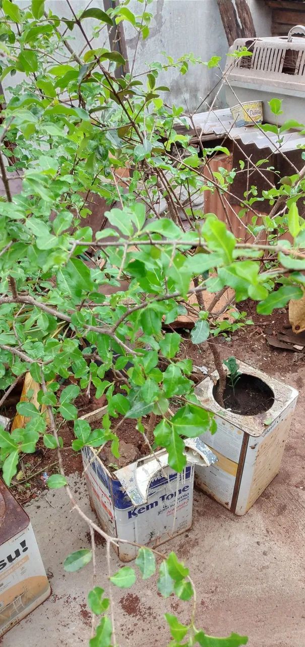 Pés acerola vermelha