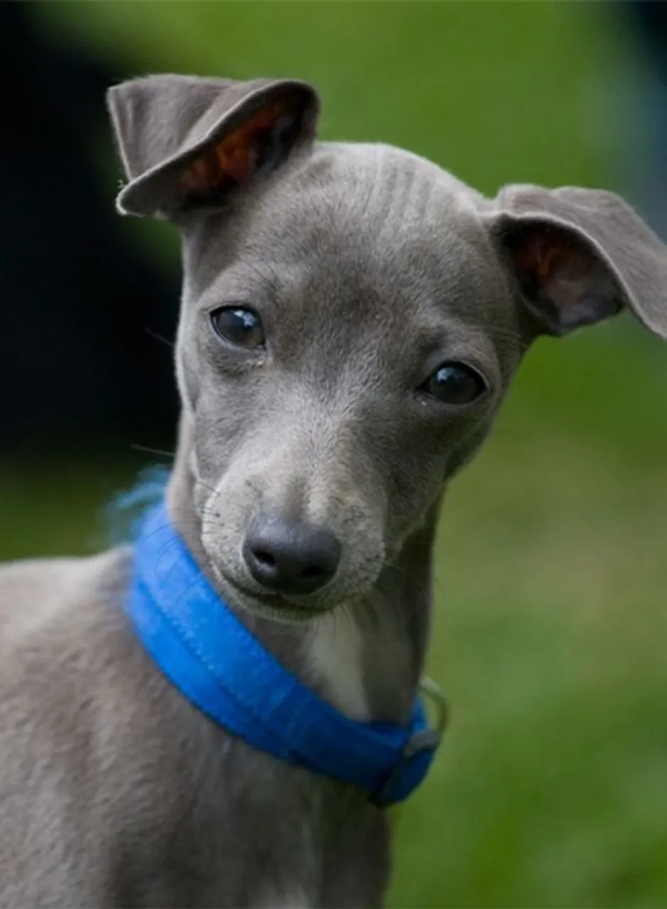 Galgo Italiano à venda