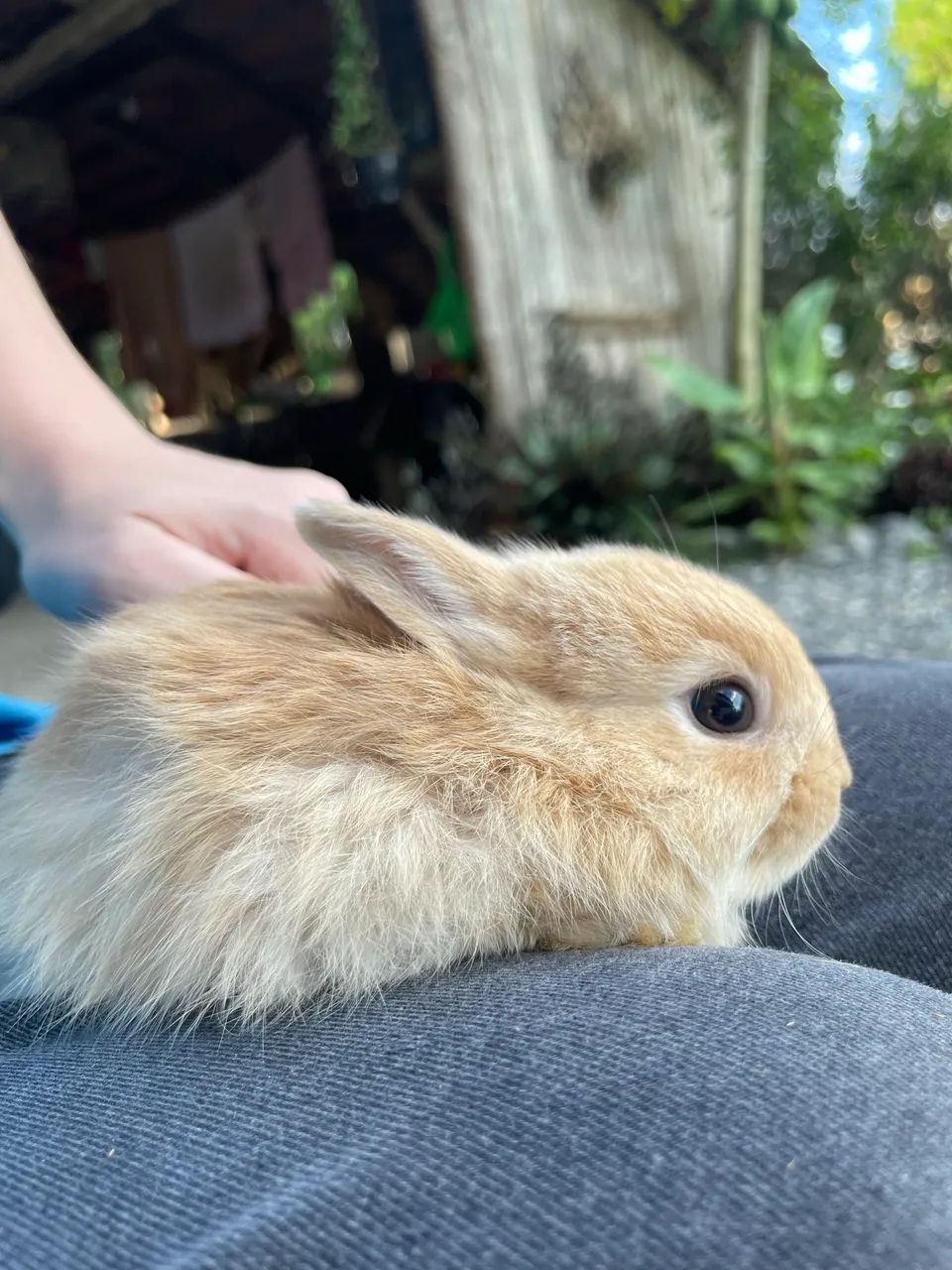 Coelhinhos mini - Foto 4