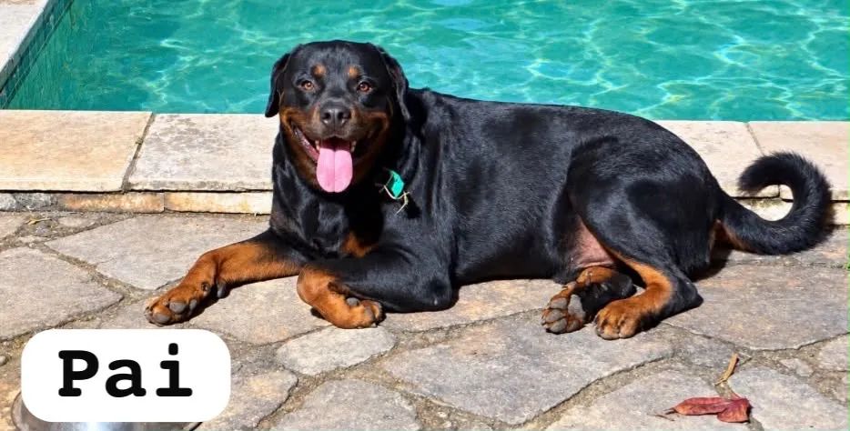 Filhotes de Rottweiler - Foto 4