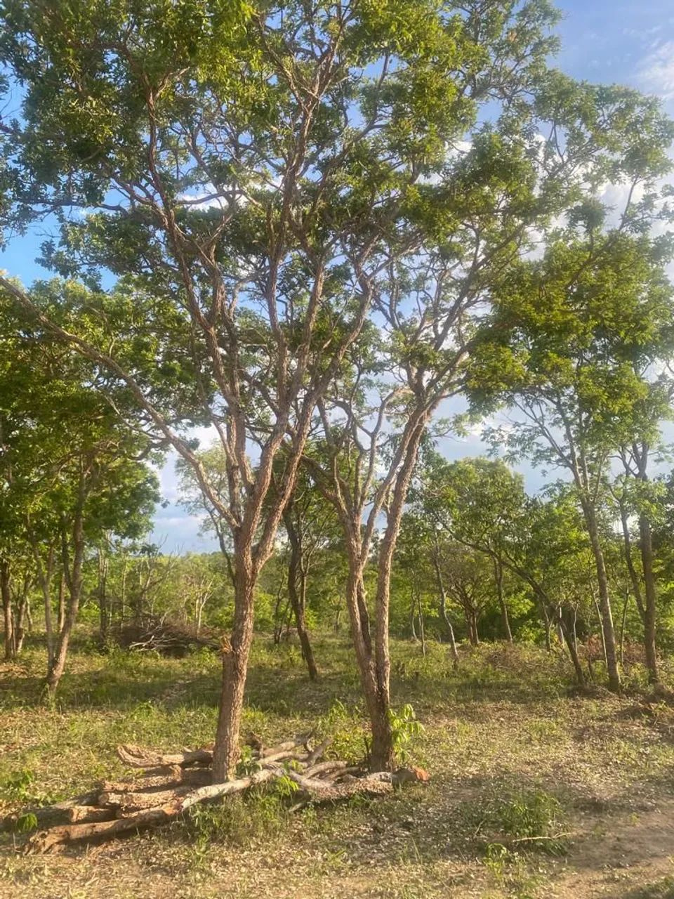 Ágio de chacara No rochedo  - Foto 4
