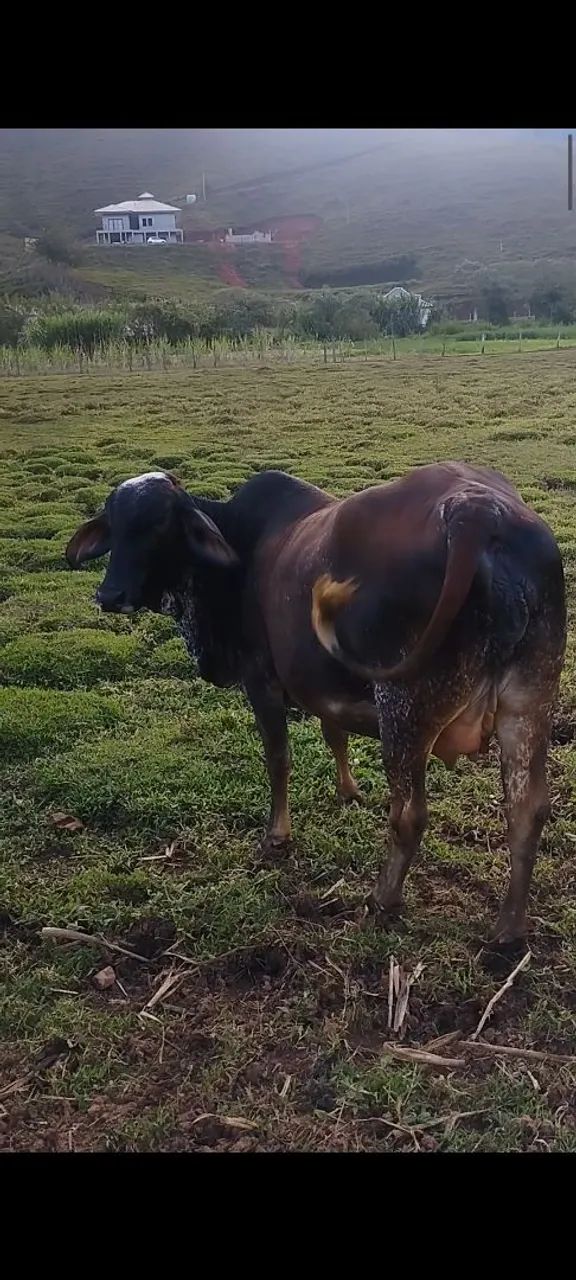 Vaca girolanda  - Foto 2