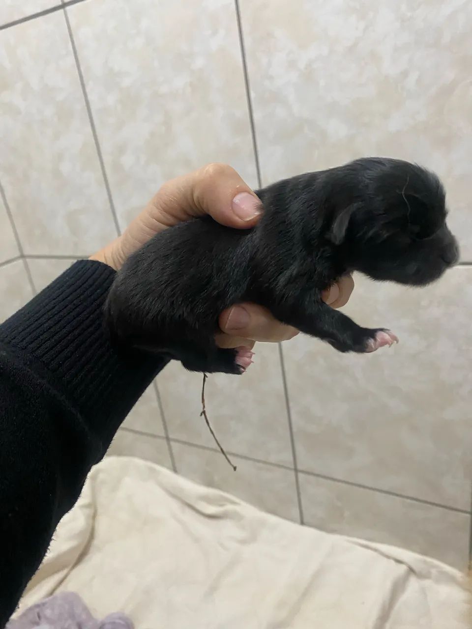 Venda de cachorro Spitz - Foto 5