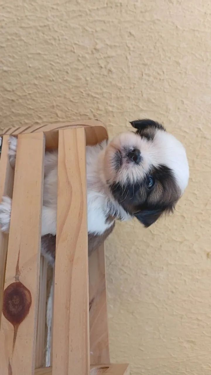 SHIHTZU MACHO - Foto 2