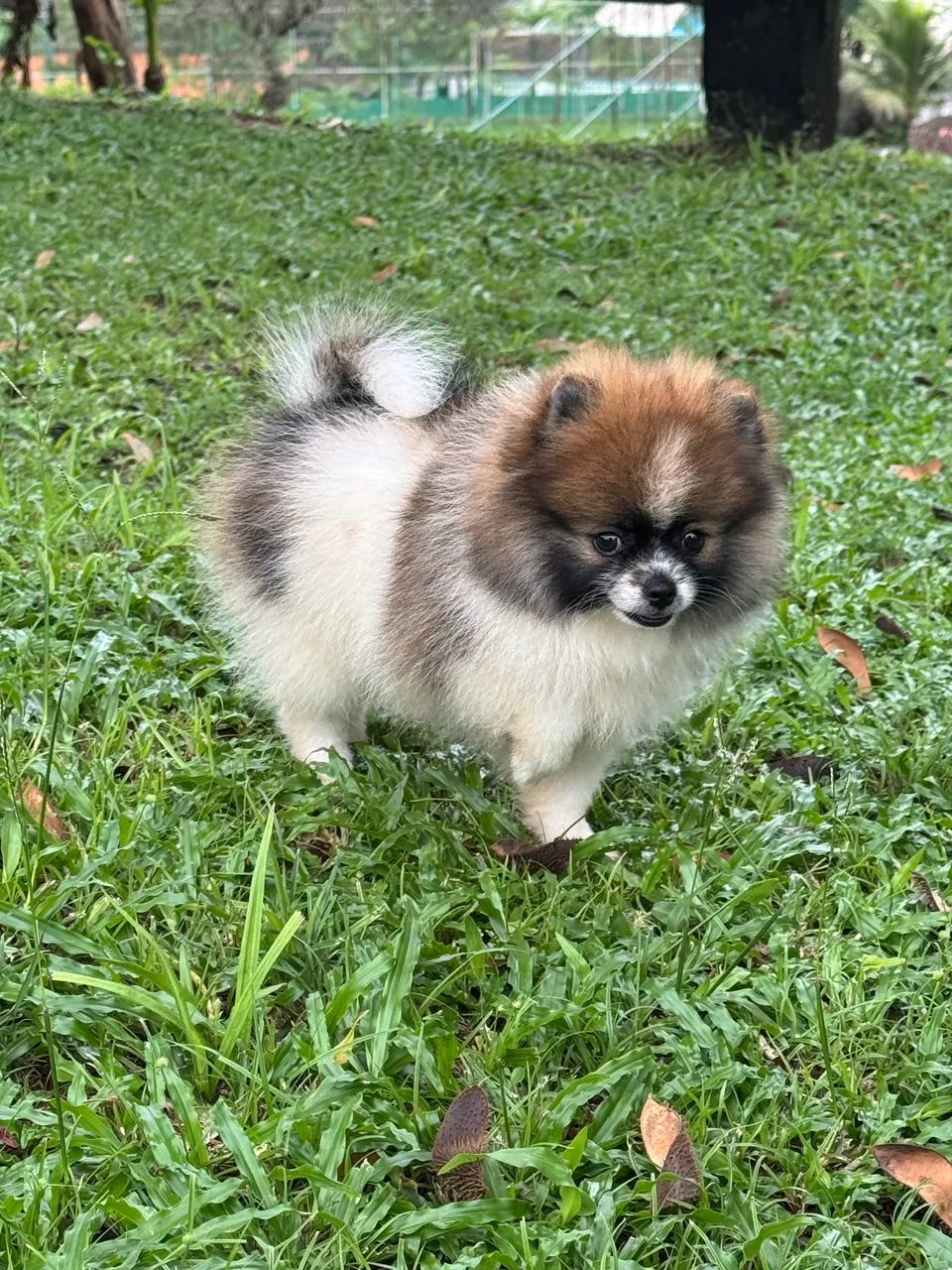 Spitz alemão anão  - Foto 6