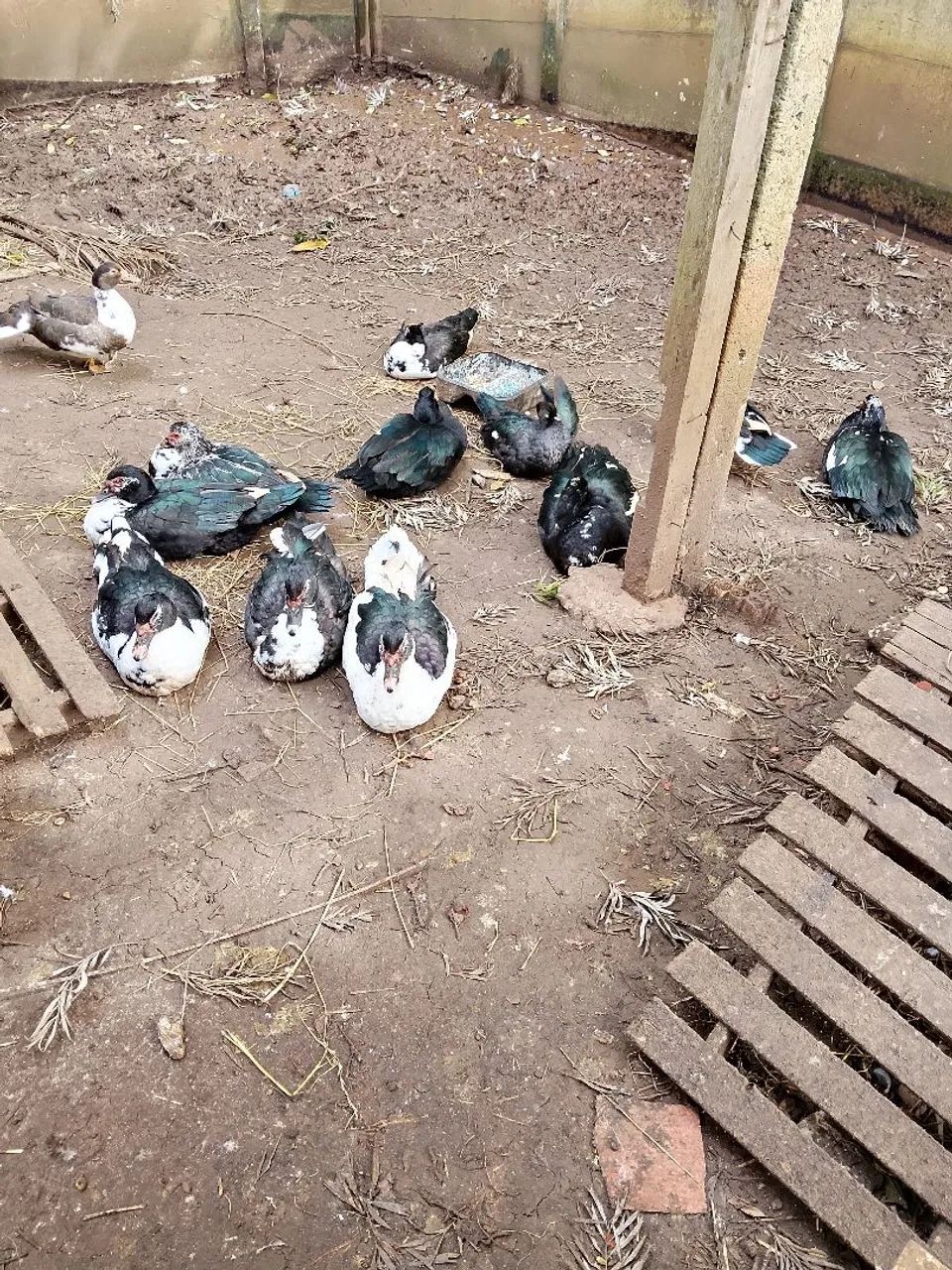 Vendo patos adultos  - Foto 3
