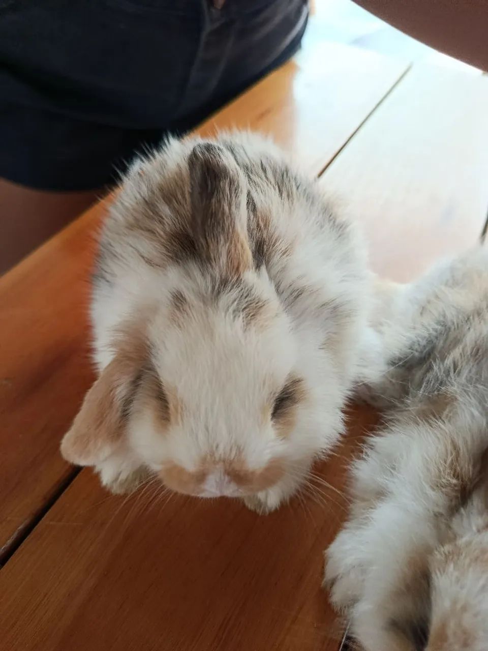 Coelho mini lop  - Foto 2