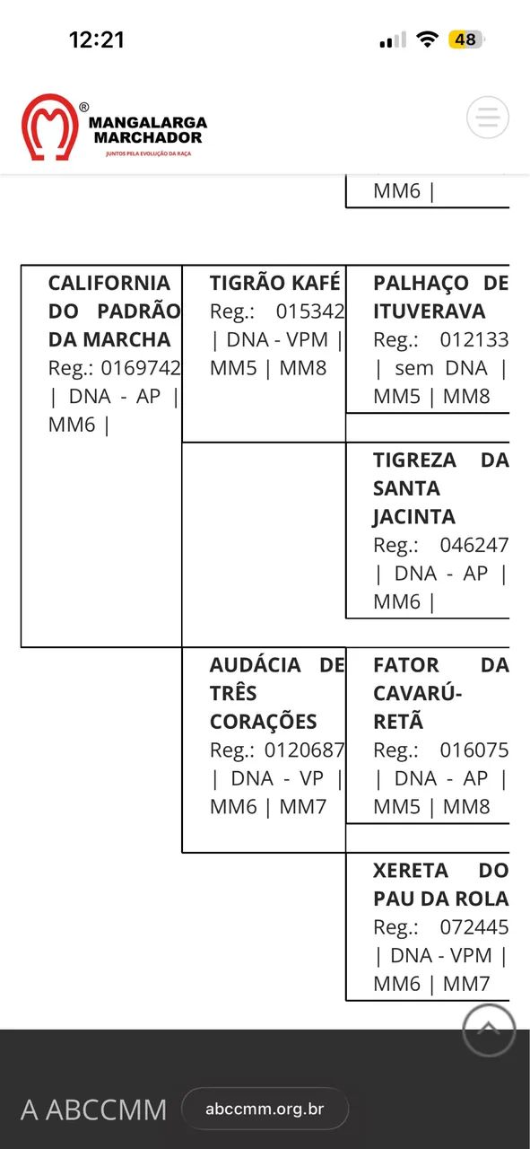 Mangalarga marchador filho do Fator da Cavarú Retã  - Foto 2