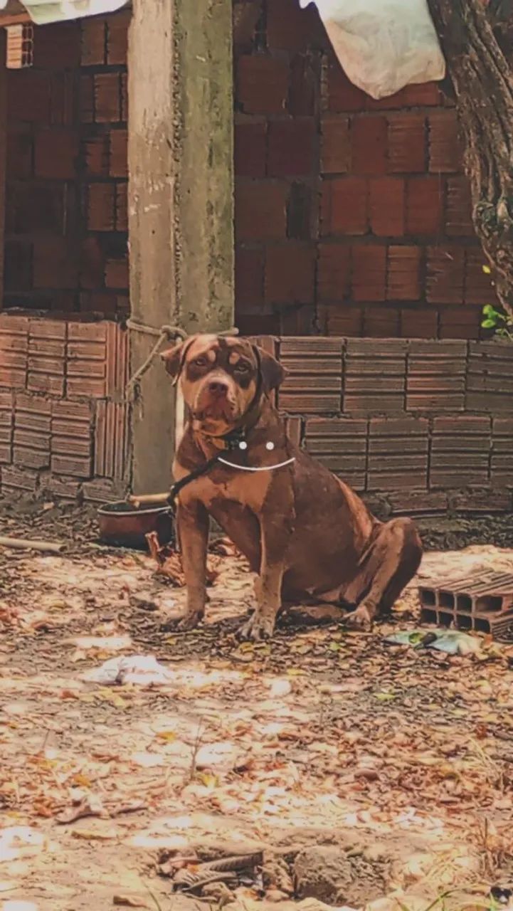 Pitmonster fêmea 
