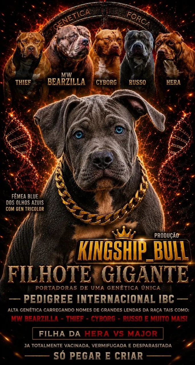 Pit the Massive Dog お値下げ不可 Pit Monster Fêmea alta genética ótima oportunidade ( Leia todo