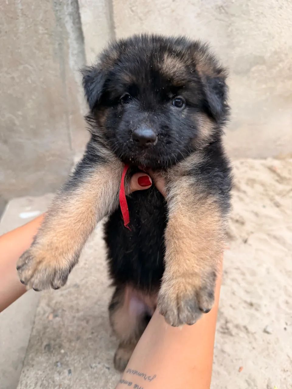 High-Quality German Shepherd Puppies65685577458177120