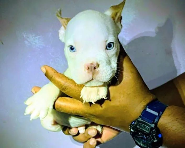 Venda de filhotes American bully Pocket - Foto 5