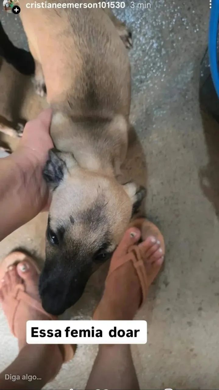 Doação de ? - Foto 2