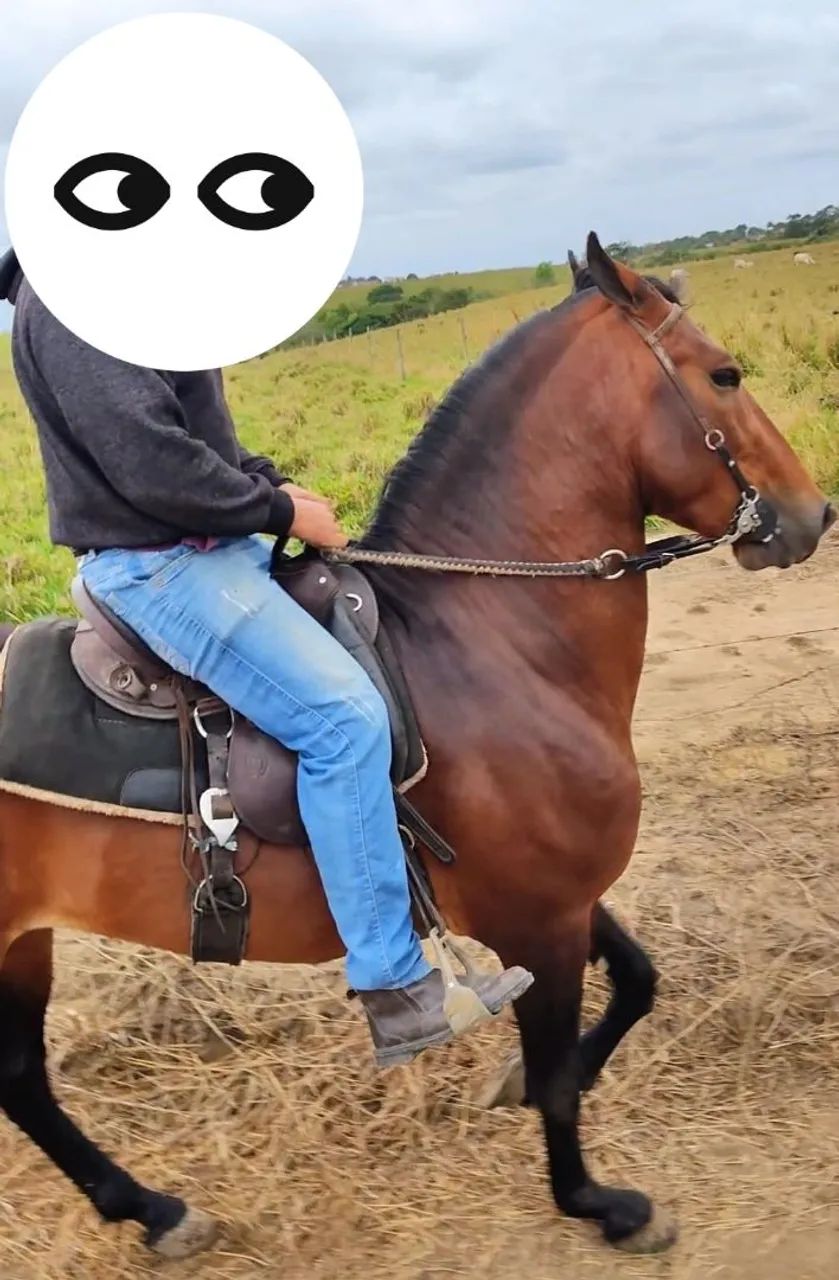 Potro mangalarga 