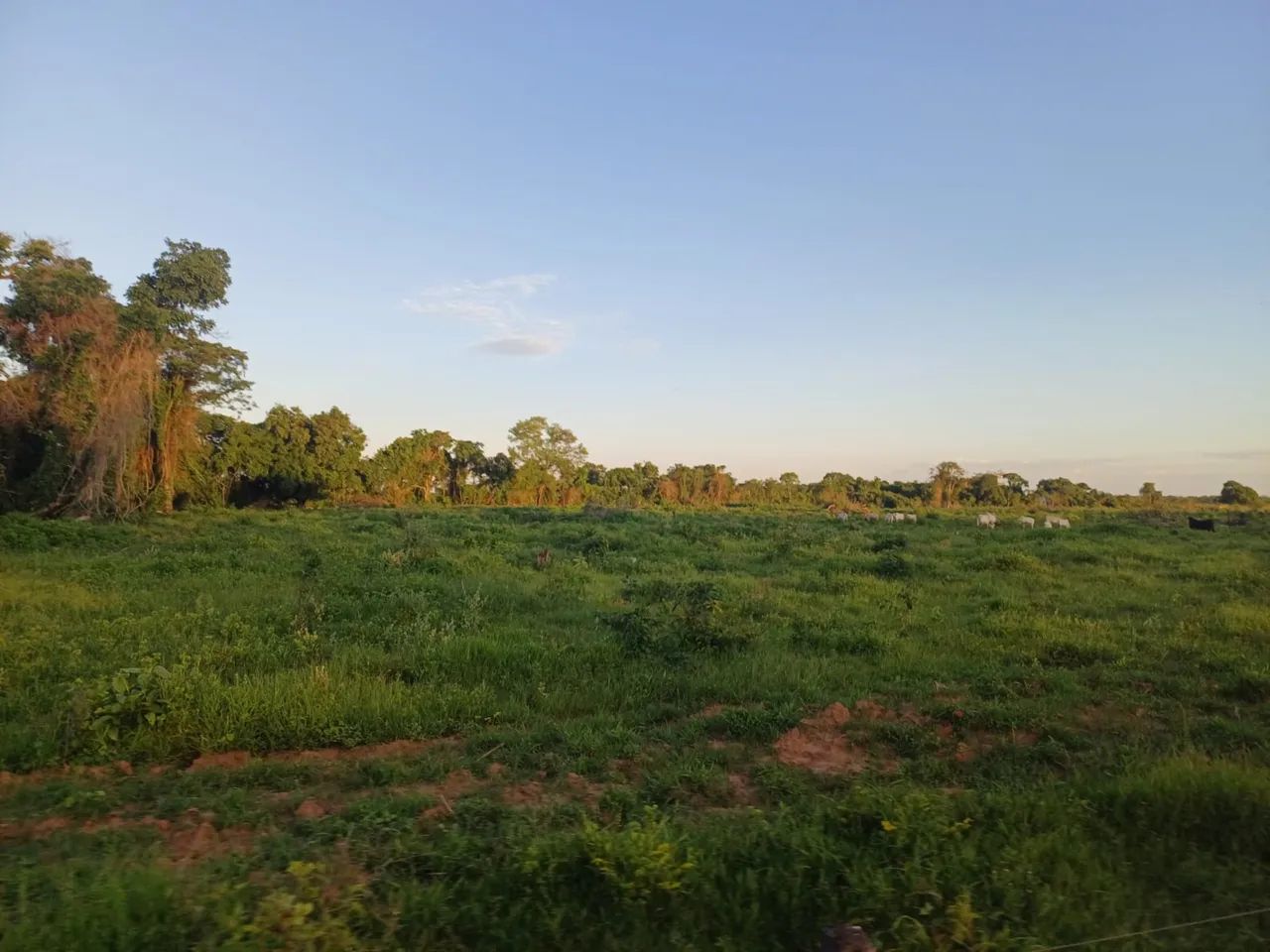 Fazenda em flores de Goiás  - Foto 3