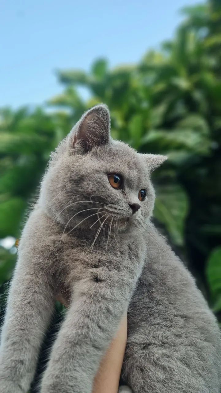 Vendo lindos filhotes de british shorthair.