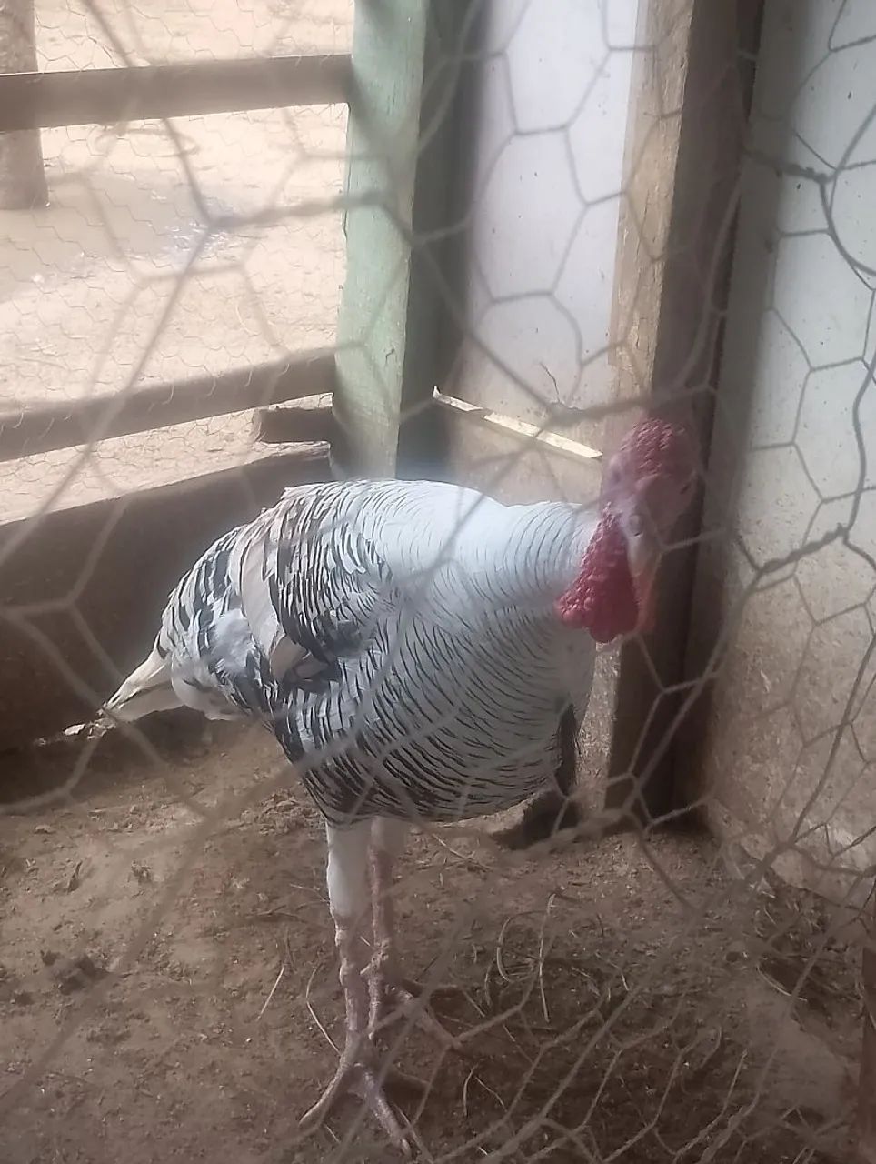 Peru macho - Foto 2
