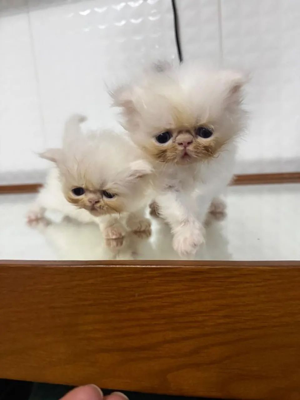 Filhote de gato persa  - Foto 4
