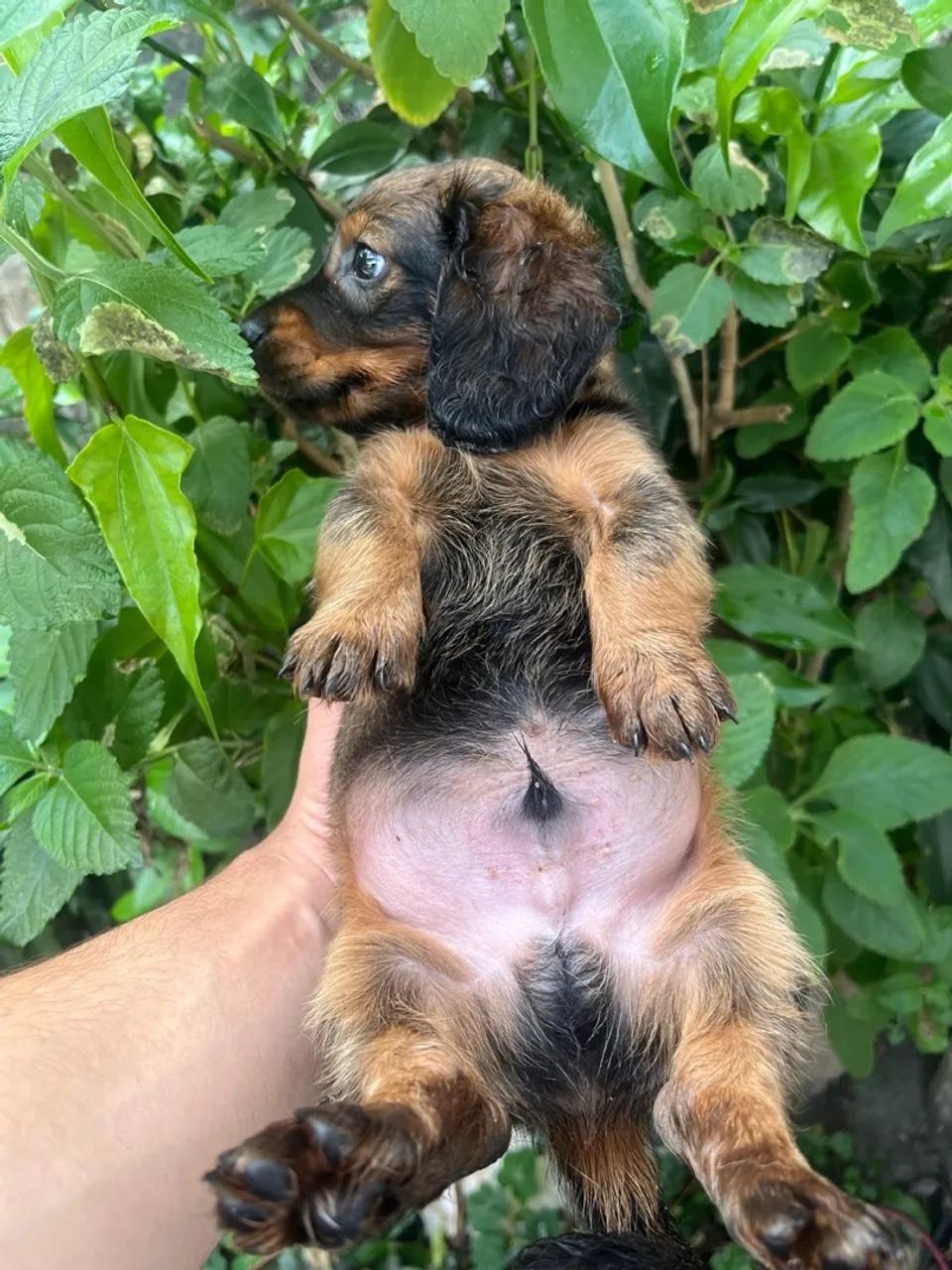 Bebês Cofap dachshund - Foto 2