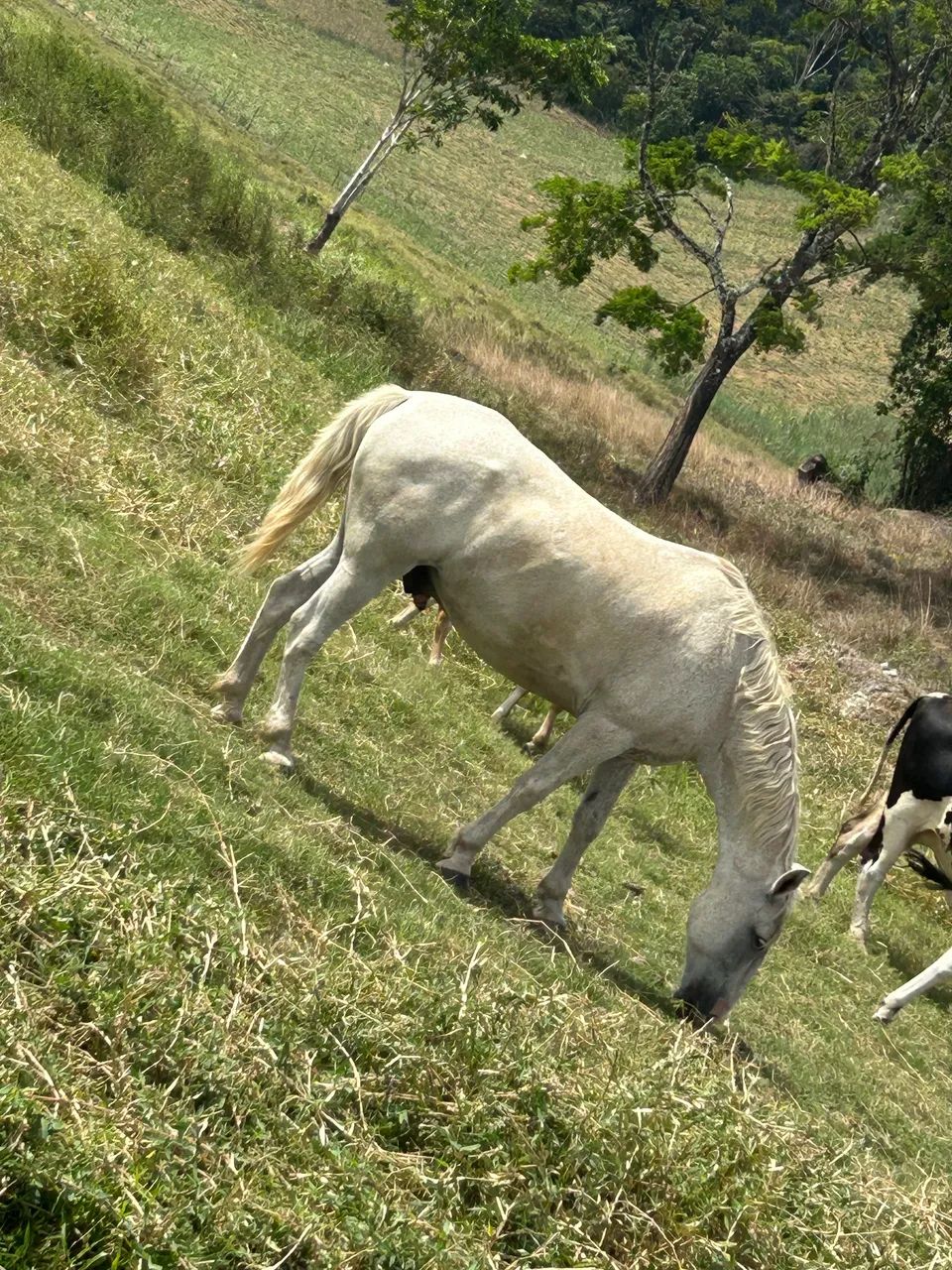 Cavalo Bom Pra Mexer Com Gado - Foto 3