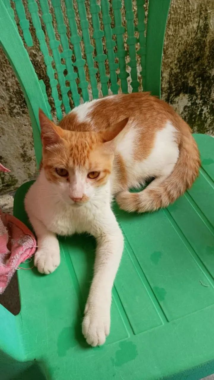 Gatinho - Foto 2