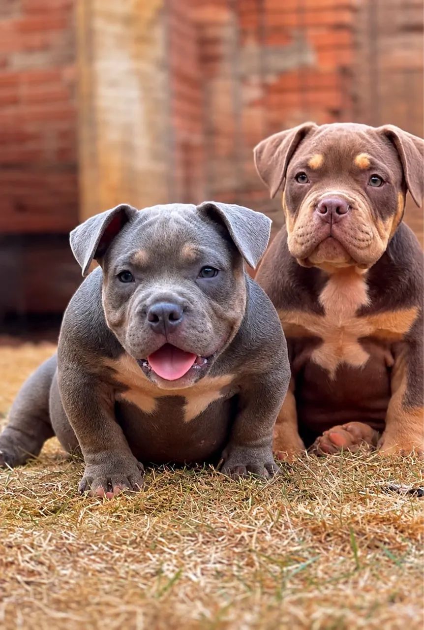 American Bully Micro Tri chocolate  - Foto 2