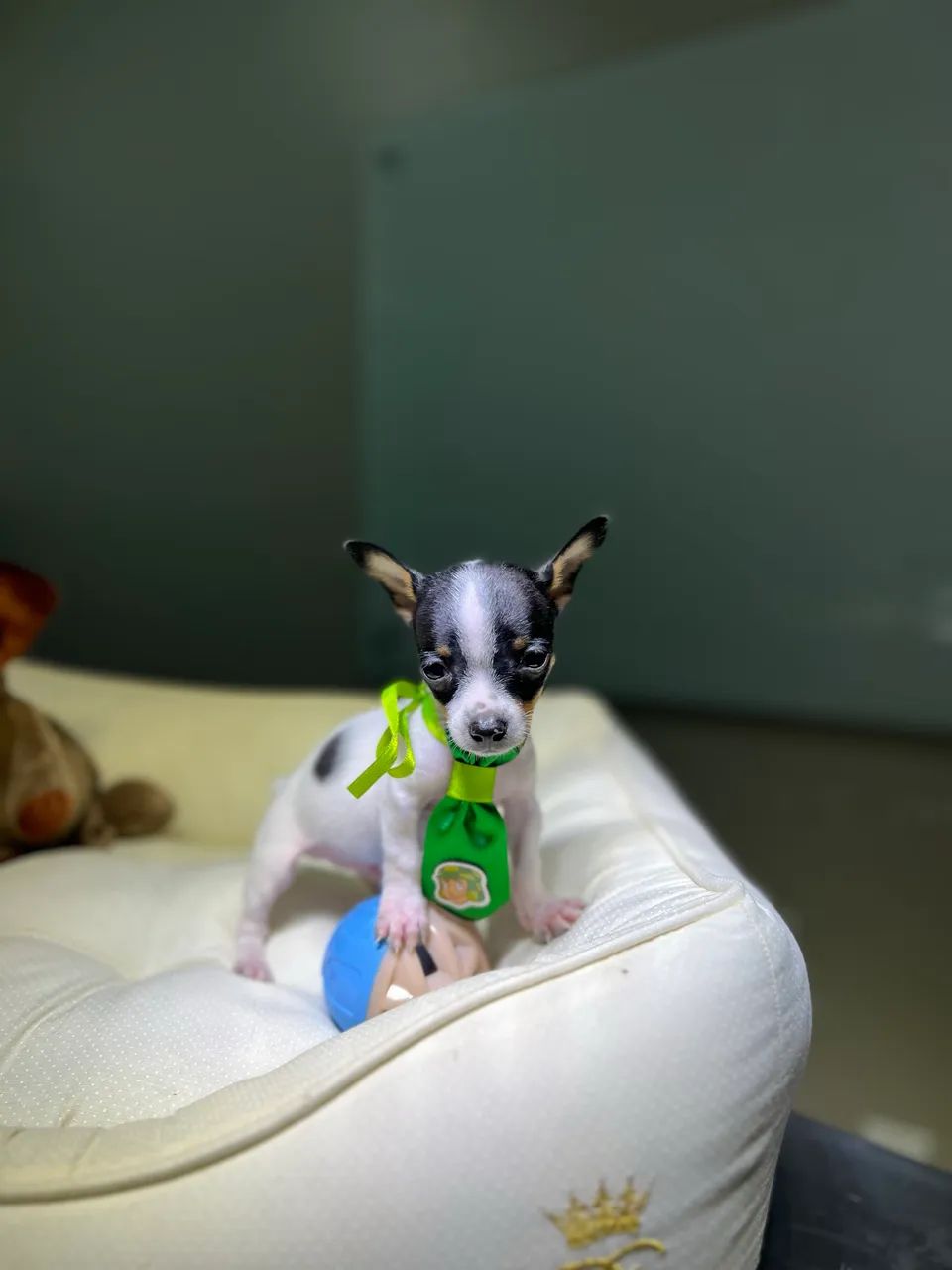 PINSCHER MINI 0 exóticos  - Foto 3