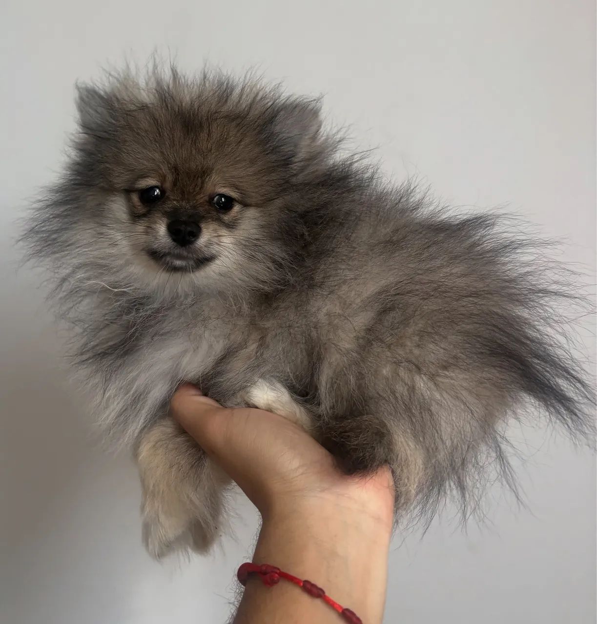 Lulu fêmea filhote micro 