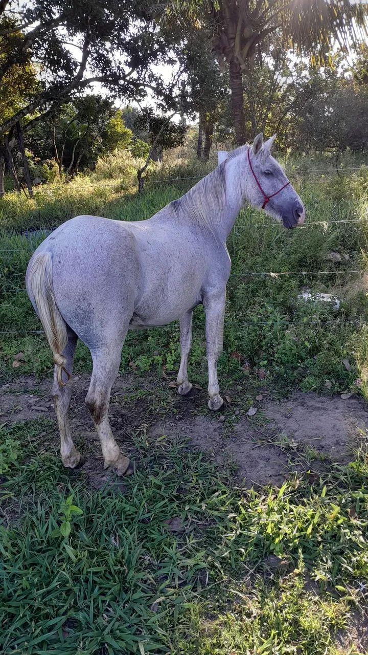 Cavalo capado, de pisada e manso pra qualquer criança montar  - Foto 3
