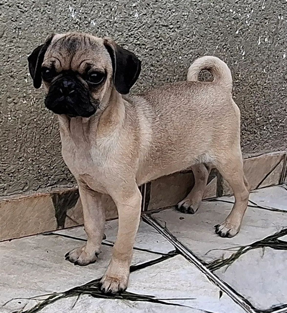 Filhotes de pug pronta entrega 