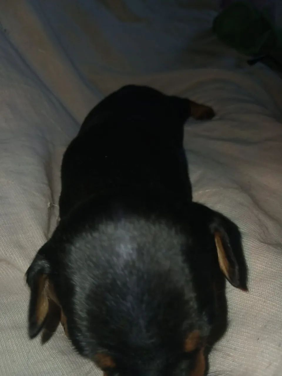 Vendo Pinscher *  - Foto 2
