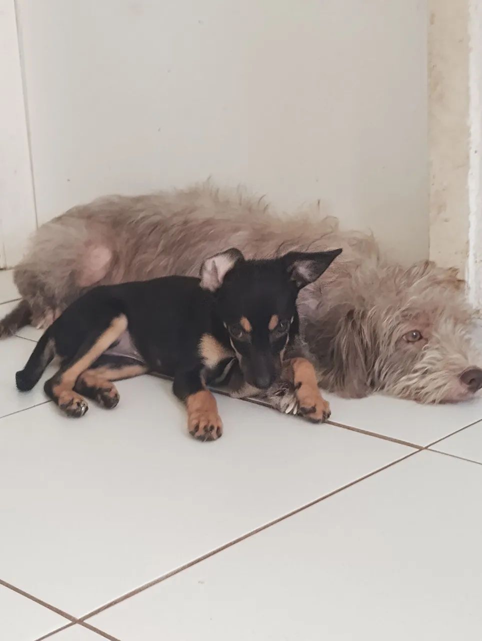 3 Cadelas para doaç ão  - Foto 2