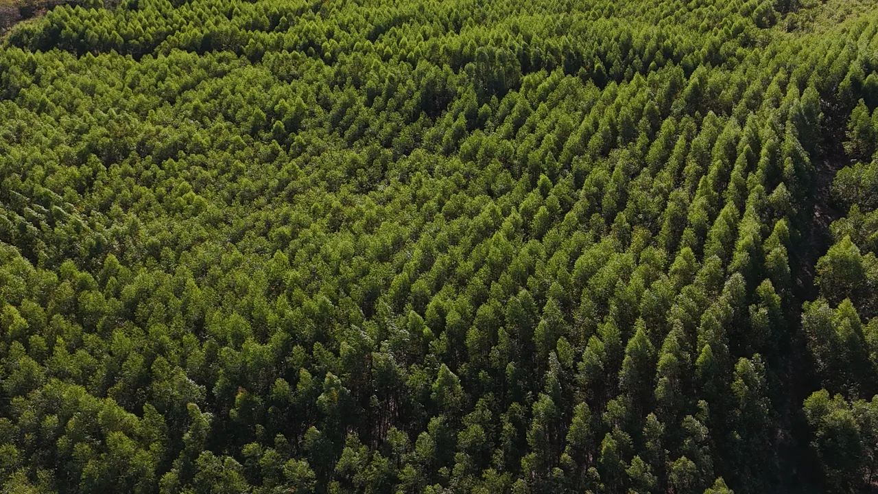 Fazenda de eucalipto e café em Engenheiro Navarro - Foto 4