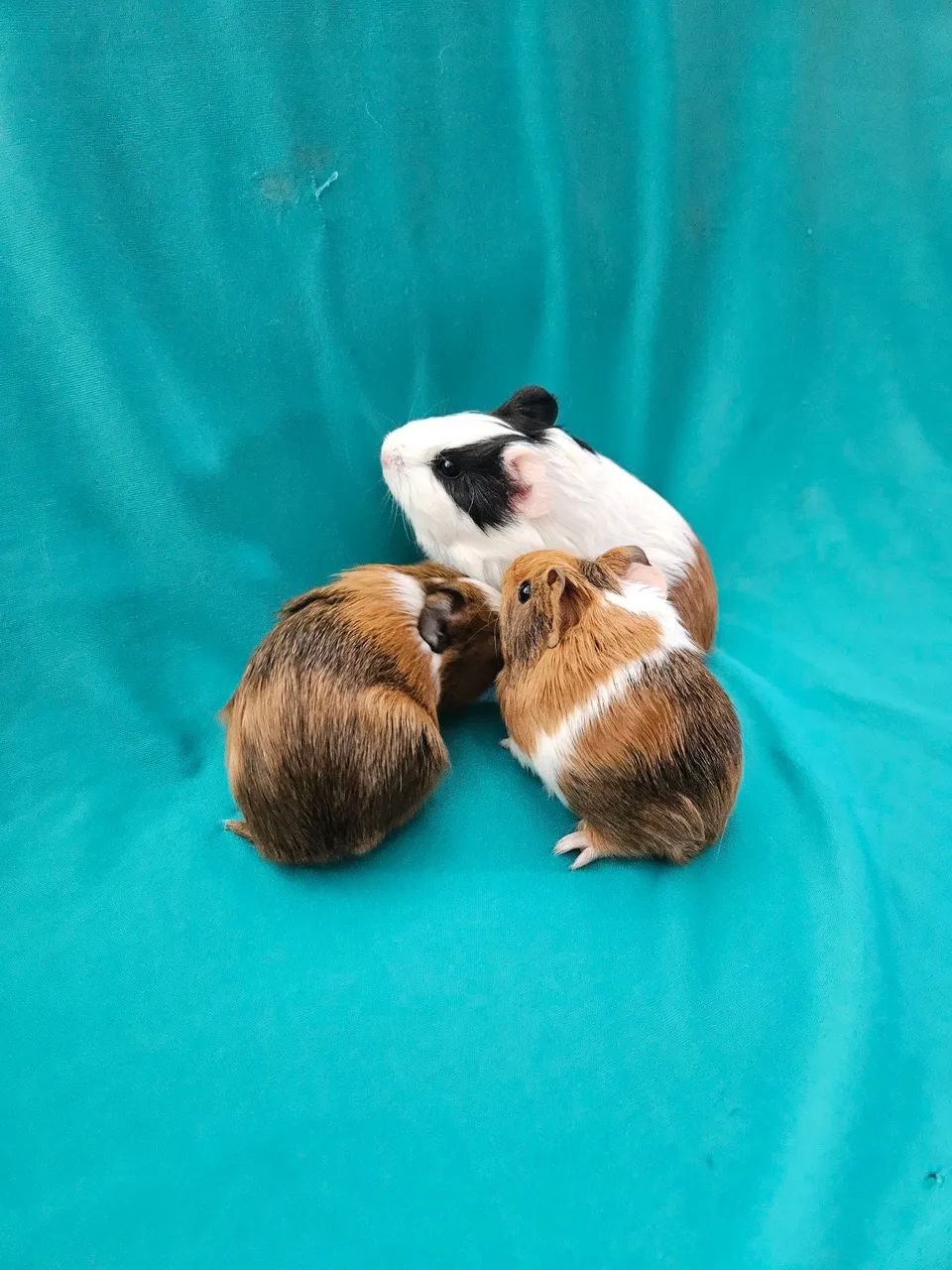 Filhotes de porquinho da índia  - Foto 3