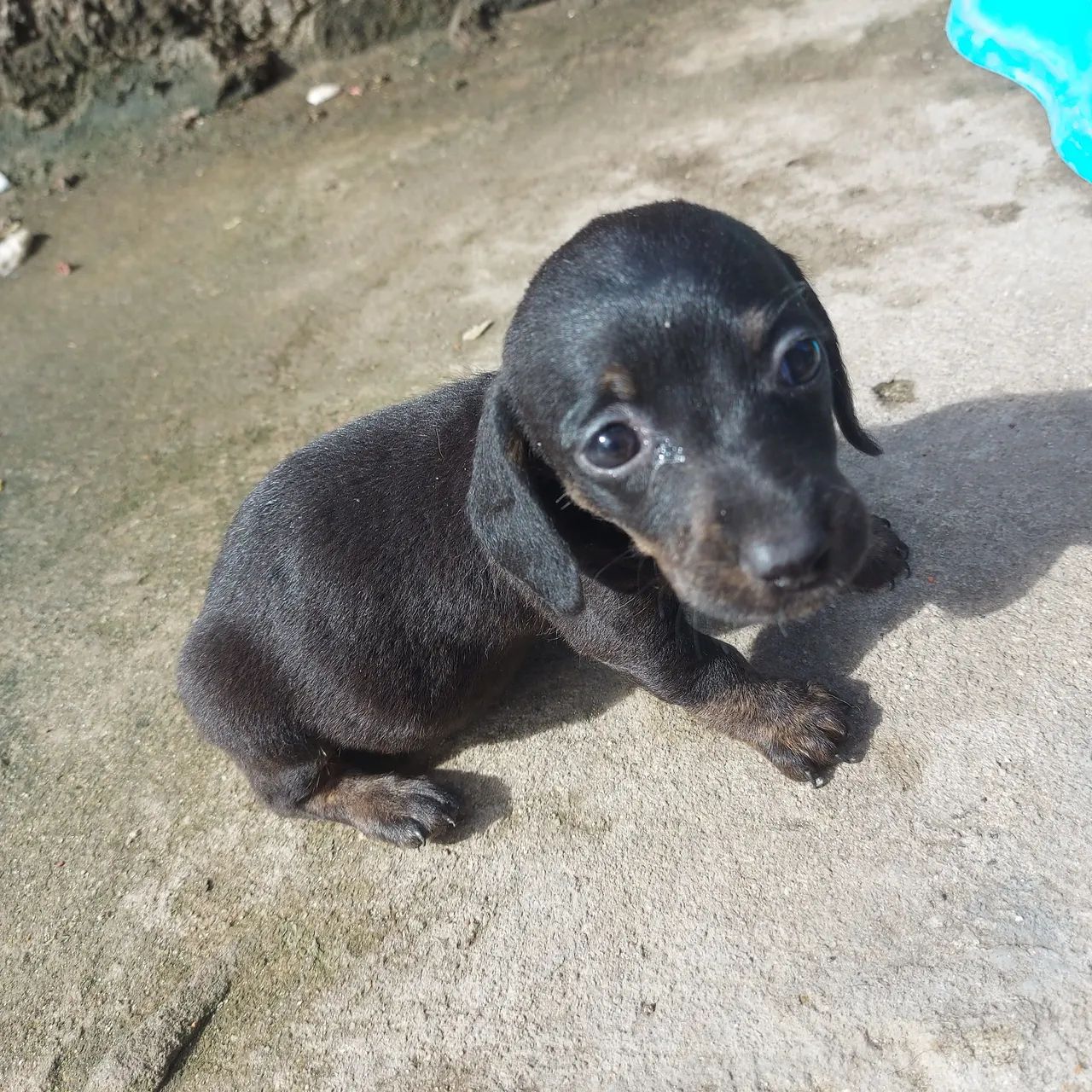 Pets - Foto 3
