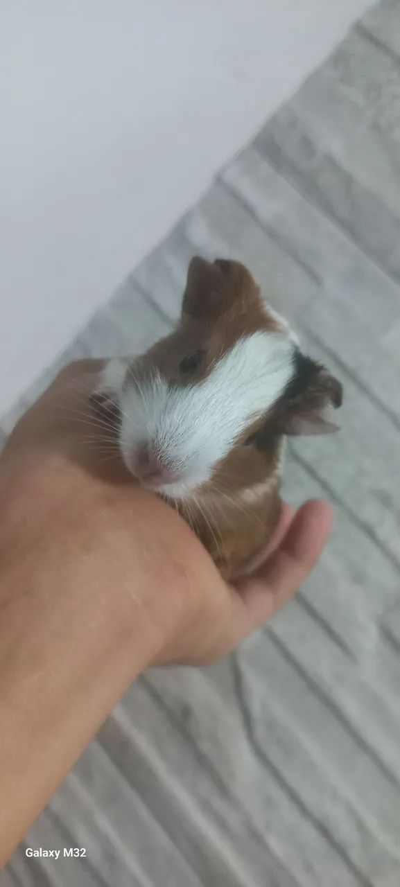 Porquinho da Índia  - Foto 2