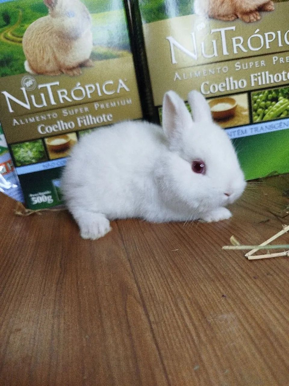 Encomenda Anão Netherland Dwarf Filhote  - Foto 4